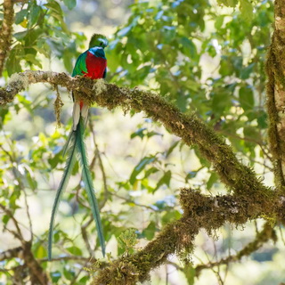 San Gerardo de Dota - Quetzal